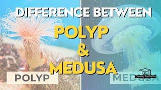 Polyp and Medusa of cnidarians || Difference between polyp and Medusa