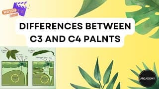 Differences Between C3 & C4 Plant